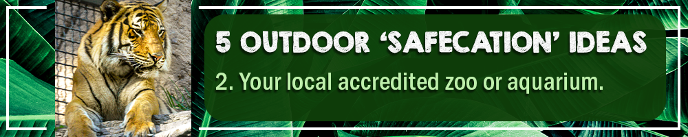 5 OUTDOOR SAFECATION IDEAS – 2. YOUR LOCAL ACCREDITED ZOO OR AQUARIUM 5 OUTDOOR SAFECATION IDEAS – 2. YOUR LOCAL ACCREDITED ZOO OR AQUARIUM