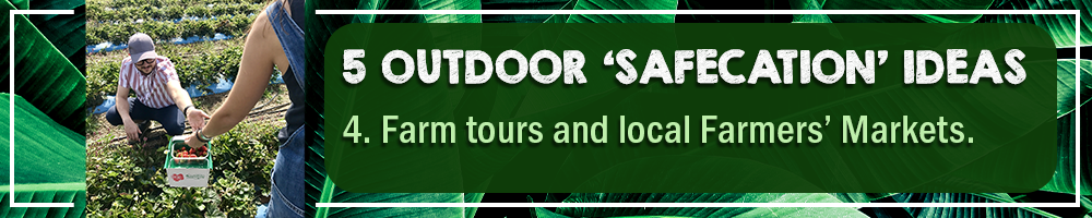 5 OUTDOOR SAFECATION IDEAS – 4. FARM TOURS AND LOCAL FARMERS’ MARKETS 5 OUTDOOR SAFECATION IDEAS – 4. FARM TOURS AND LOCAL FARMERS’ MARKETS